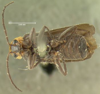 Media type: image;   Entomology 3390 Aspect: habitus ventral view 3